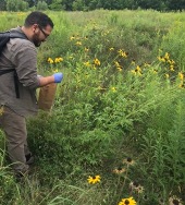 Postdoc Luis Santiago-Rosario collects leaves for metal analysis