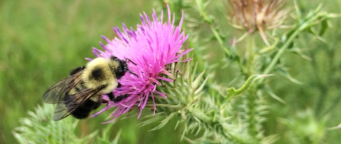 bumble bee on thistle